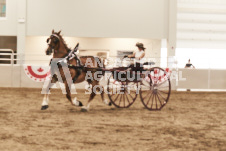 ete's Photography - Equine photography of various equine events at the Ancaster Fair including riding, driving, single carts and six draft horse hitches.