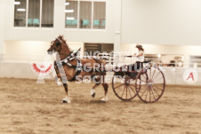 ete's Photography - Equine photography of various equine events at the Ancaster Fair including riding, driving, single carts and six draft horse hitches.