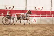 ete's Photography - Equine photography of various equine events at the Ancaster Fair including riding, driving, single carts and six draft horse hitches.