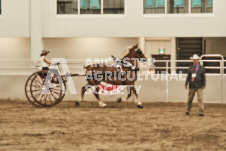 ete's Photography - Equine photography of various equine events at the Ancaster Fair including riding, driving, single carts and six draft horse hitches.