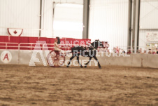 ete's Photography - Equine photography of various equine events at the Ancaster Fair including riding, driving, single carts and six draft horse hitches.