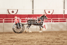 ete's Photography - Equine photography of various equine events at the Ancaster Fair including riding, driving, single carts and six draft horse hitches.