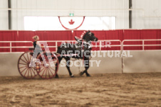 ete's Photography - Equine photography of various equine events at the Ancaster Fair including riding, driving, single carts and six draft horse hitches.