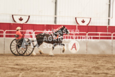 ete's Photography - Equine photography of various equine events at the Ancaster Fair including riding, driving, single carts and six draft horse hitches.