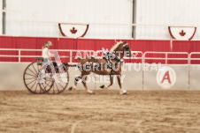 ete's Photography - Equine photography of various equine events at the Ancaster Fair including riding, driving, single carts and six draft horse hitches.