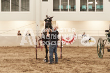 ete's Photography - Equine photography of various equine events at the Ancaster Fair including riding, driving, single carts and six draft horse hitches.