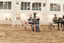 ete's Photography - Equine photography of various equine events at the Ancaster Fair including riding, driving, single carts and six draft horse hitches.