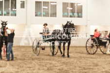 ete's Photography - Equine photography of various equine events at the Ancaster Fair including riding, driving, single carts and six draft horse hitches.