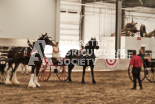 ete's Photography - Equine photography of various equine events at the Ancaster Fair including riding, driving, single carts and six draft horse hitches.