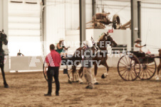 ete's Photography - Equine photography of various equine events at the Ancaster Fair including riding, driving, single carts and six draft horse hitches.