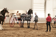 ete's Photography - Equine photography of various equine events at the Ancaster Fair including riding, driving, single carts and six draft horse hitches.