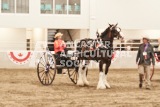 ete's Photography - Equine photography of various equine events at the Ancaster Fair including riding, driving, single carts and six draft horse hitches.