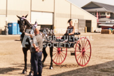 ete's Photography - Equine photography of various equine events at the Ancaster Fair including riding, driving, single carts and six draft horse hitches.