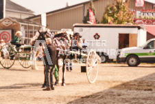 ete's Photography - Equine photography of various equine events at the Ancaster Fair including riding, driving, single carts and six draft horse hitches.