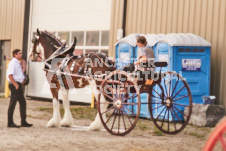 ete's Photography - Equine photography of various equine events at the Ancaster Fair including riding, driving, single carts and six draft horse hitches.