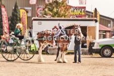 ete's Photography - Equine photography of various equine events at the Ancaster Fair including riding, driving, single carts and six draft horse hitches.