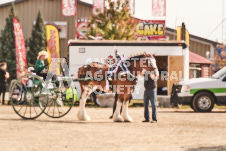 ete's Photography - Equine photography of various equine events at the Ancaster Fair including riding, driving, single carts and six draft horse hitches.