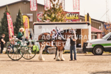 ete's Photography - Equine photography of various equine events at the Ancaster Fair including riding, driving, single carts and six draft horse hitches.