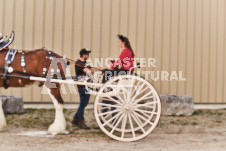 ete's Photography - Equine photography of various equine events at the Ancaster Fair including riding, driving, single carts and six draft horse hitches.