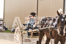 ete's Photography - Equine photography of various equine events at the Ancaster Fair including riding, driving, single carts and six draft horse hitches.