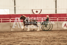 ete's Photography - Equine photography of various equine events at the Ancaster Fair including riding, driving, single carts and six draft horse hitches.