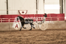 ete's Photography - Equine photography of various equine events at the Ancaster Fair including riding, driving, single carts and six draft horse hitches.