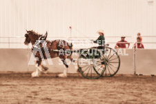 ete's Photography - Equine photography of various equine events at the Ancaster Fair including riding, driving, single carts and six draft horse hitches.