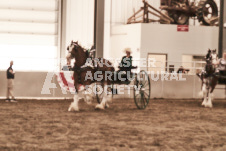 ete's Photography - Equine photography of various equine events at the Ancaster Fair including riding, driving, single carts and six draft horse hitches.