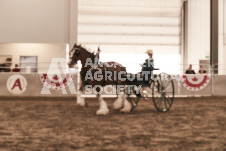 ete's Photography - Equine photography of various equine events at the Ancaster Fair including riding, driving, single carts and six draft horse hitches.