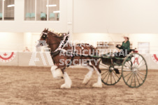 ete's Photography - Equine photography of various equine events at the Ancaster Fair including riding, driving, single carts and six draft horse hitches.