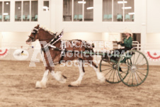 ete's Photography - Equine photography of various equine events at the Ancaster Fair including riding, driving, single carts and six draft horse hitches.