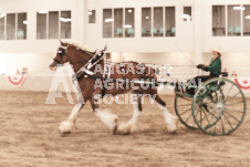 ete's Photography - Equine photography of various equine events at the Ancaster Fair including riding, driving, single carts and six draft horse hitches.