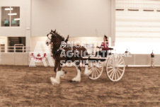 ete's Photography - Equine photography of various equine events at the Ancaster Fair including riding, driving, single carts and six draft horse hitches.