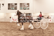 ete's Photography - Equine photography of various equine events at the Ancaster Fair including riding, driving, single carts and six draft horse hitches.