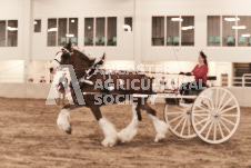 ete's Photography - Equine photography of various equine events at the Ancaster Fair including riding, driving, single carts and six draft horse hitches.