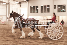 ete's Photography - Equine photography of various equine events at the Ancaster Fair including riding, driving, single carts and six draft horse hitches.