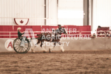 ete's Photography - Equine photography of various equine events at the Ancaster Fair including riding, driving, single carts and six draft horse hitches.