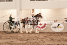 ete's Photography - Equine photography of various equine events at the Ancaster Fair including riding, driving, single carts and six draft horse hitches.