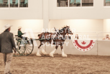 ete's Photography - Equine photography of various equine events at the Ancaster Fair including riding, driving, single carts and six draft horse hitches.