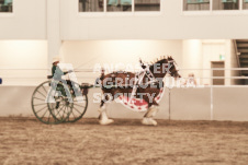 ete's Photography - Equine photography of various equine events at the Ancaster Fair including riding, driving, single carts and six draft horse hitches.