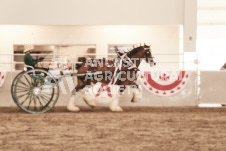 ete's Photography - Equine photography of various equine events at the Ancaster Fair including riding, driving, single carts and six draft horse hitches.