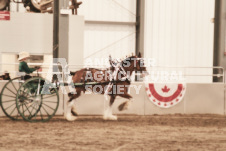 ete's Photography - Equine photography of various equine events at the Ancaster Fair including riding, driving, single carts and six draft horse hitches.