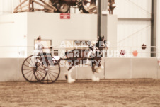 ete's Photography - Equine photography of various equine events at the Ancaster Fair including riding, driving, single carts and six draft horse hitches.