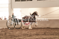 ete's Photography - Equine photography of various equine events at the Ancaster Fair including riding, driving, single carts and six draft horse hitches.