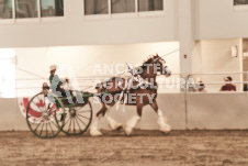 ete's Photography - Equine photography of various equine events at the Ancaster Fair including riding, driving, single carts and six draft horse hitches.