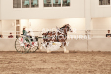 ete's Photography - Equine photography of various equine events at the Ancaster Fair including riding, driving, single carts and six draft horse hitches.