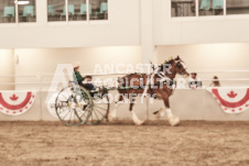 ete's Photography - Equine photography of various equine events at the Ancaster Fair including riding, driving, single carts and six draft horse hitches.