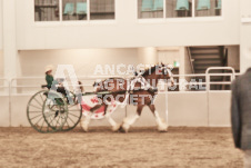 ete's Photography - Equine photography of various equine events at the Ancaster Fair including riding, driving, single carts and six draft horse hitches.