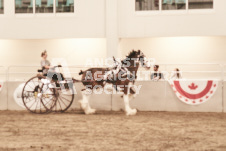 ete's Photography - Equine photography of various equine events at the Ancaster Fair including riding, driving, single carts and six draft horse hitches.