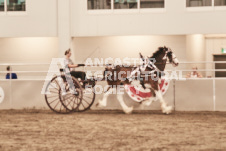 ete's Photography - Equine photography of various equine events at the Ancaster Fair including riding, driving, single carts and six draft horse hitches.